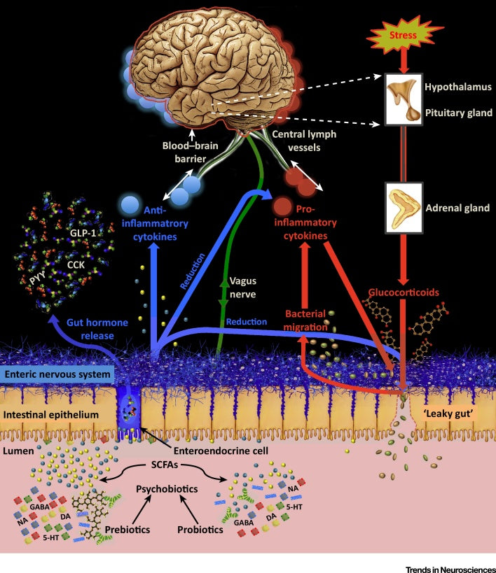PSYCHOBIOTICS- The Microbiome-Gut-Brain Axis